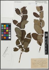 Foto von Salix appendiculata Vill. x Salix caprea L.